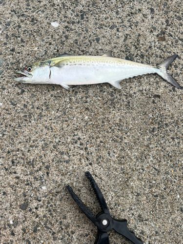 サゴシの釣果