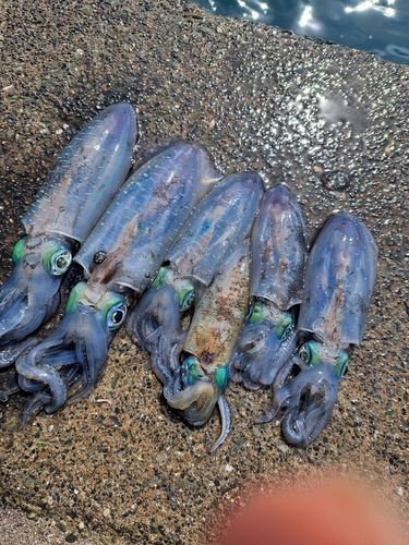 アオリイカの釣果