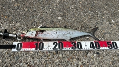 サゴシの釣果
