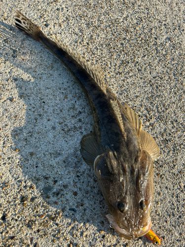 マゴチの釣果