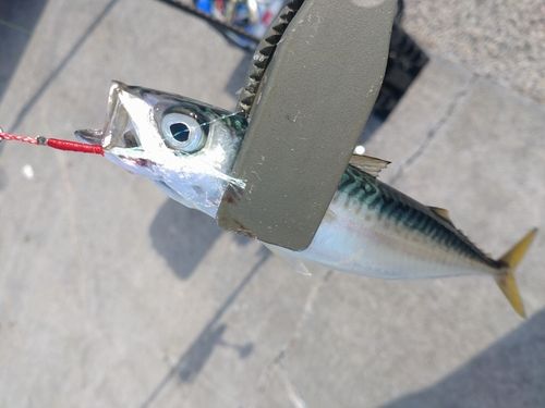 大船渡湾