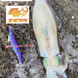 アオリイカ