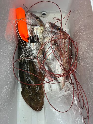 マゴチの釣果