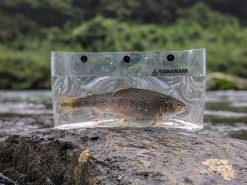 ニジマスの釣果
