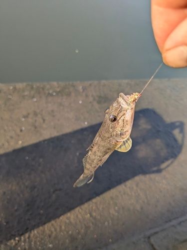 ハゼの釣果