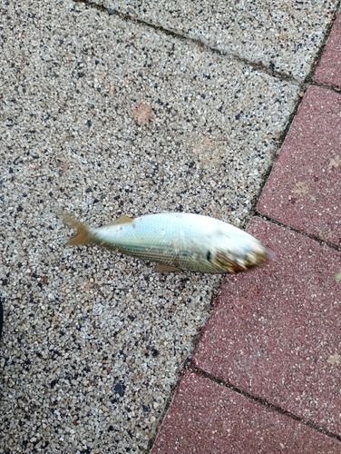 豊洲ぐるり公園