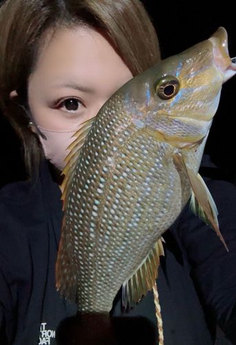 タマンの釣果