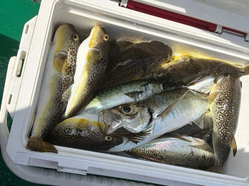 ショウサイフグの釣果