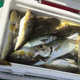 ショウサイフグ