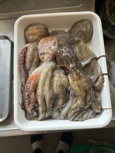 石巻湾