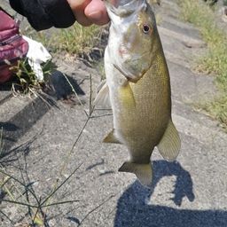 スモールマウスバス