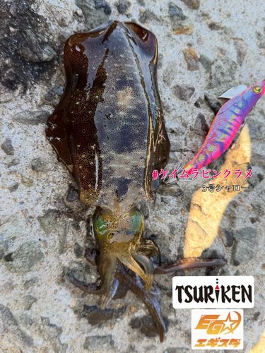 アオリイカの釣果