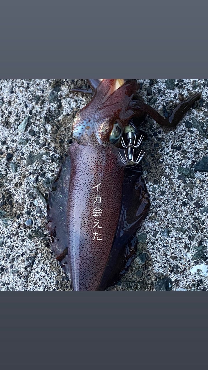 アオリイカ