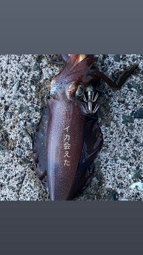 敦賀湾