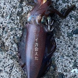 アオリイカ