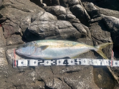 ヒラマサの釣果