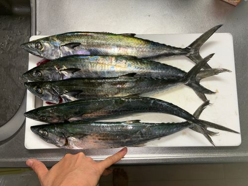 唐津湾