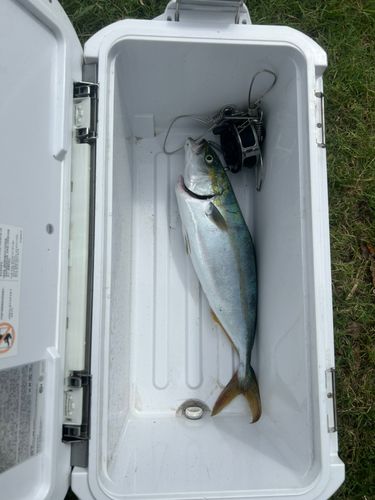 ワカシの釣果