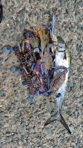 サゴシの釣果