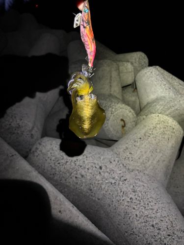貝塚人工島
