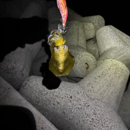 アオリイカ