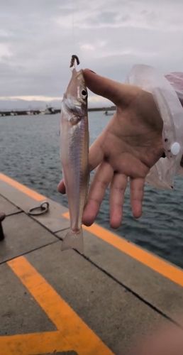 シロギスの釣果