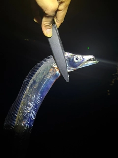 タチウオの釣果