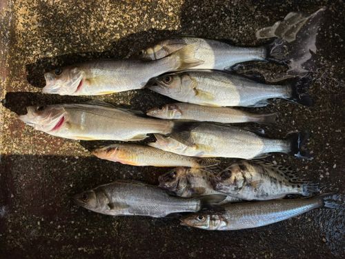 キスの釣果