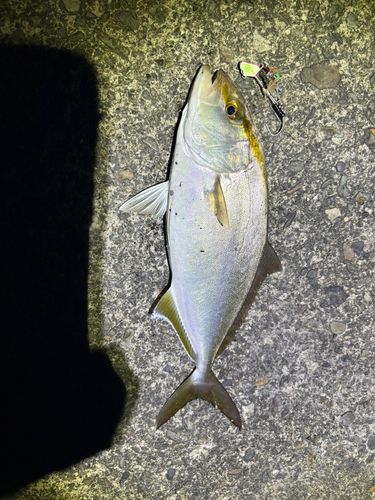 シオの釣果