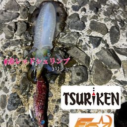 アオリイカ