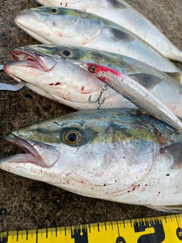 ワラサの釣果