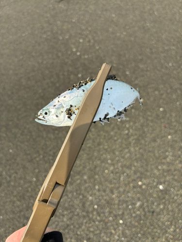 イケカツオの釣果