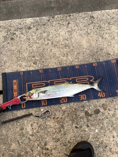 サゴシの釣果