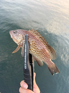 オオモンハタの釣果