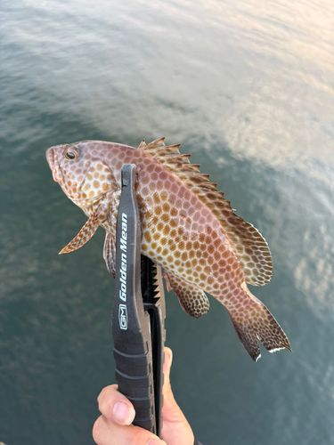 オオモンハタの釣果