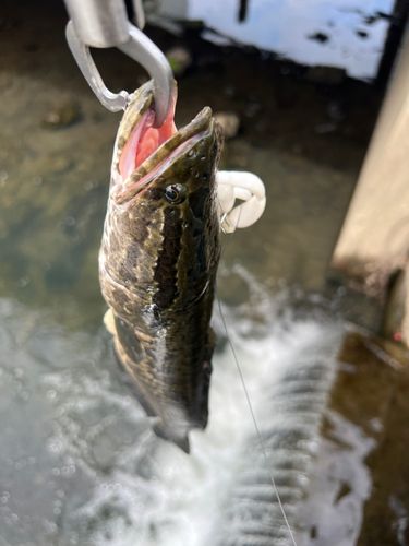 ライギョの釣果