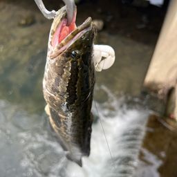 ライギョ
