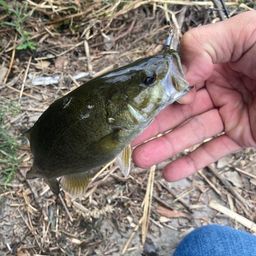 スモールマウスバス