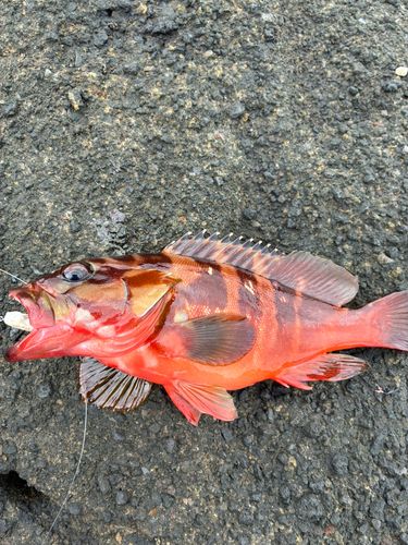 アカハタの釣果