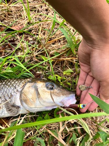 ニゴイの釣果