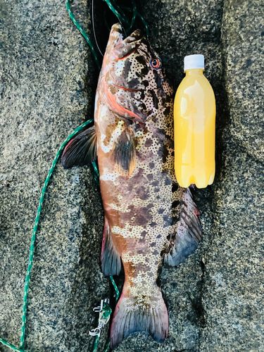 スジアラの釣果