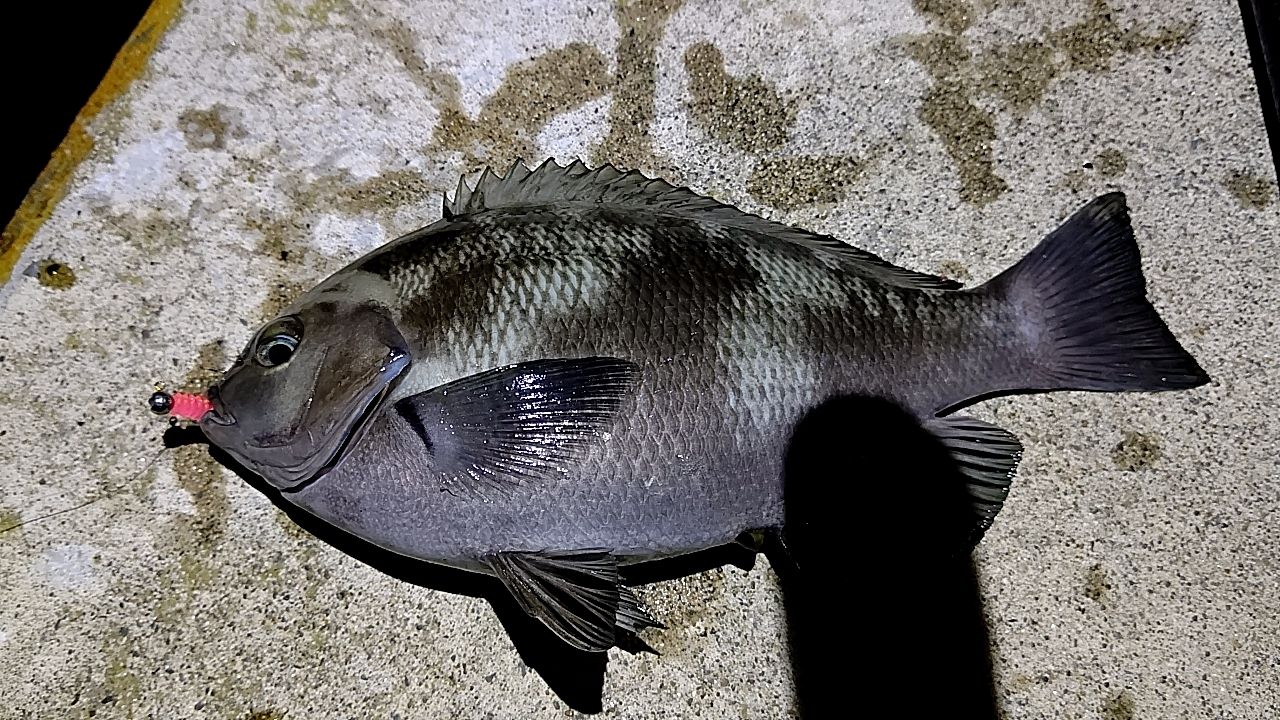 SHIMANO 17ソアレ CI4+ アジング S610L-Sの最安値・インプレ・釣果