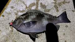 メジナの釣果