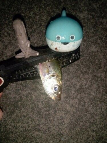 マアジの釣果