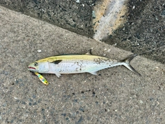 サゴシの釣果
