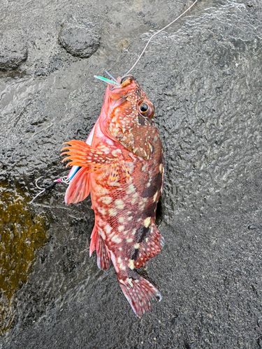 カサゴの釣果