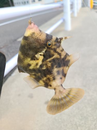 カワハギの釣果