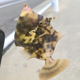カワハギ