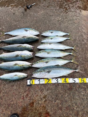 ワラサの釣果