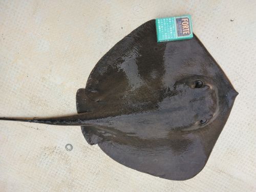 アカエイの釣果